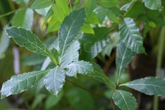 Phoebe lanceolata